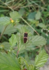 Hypselonotus lineatus