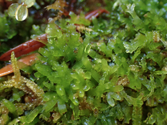 Riccardia latifrons