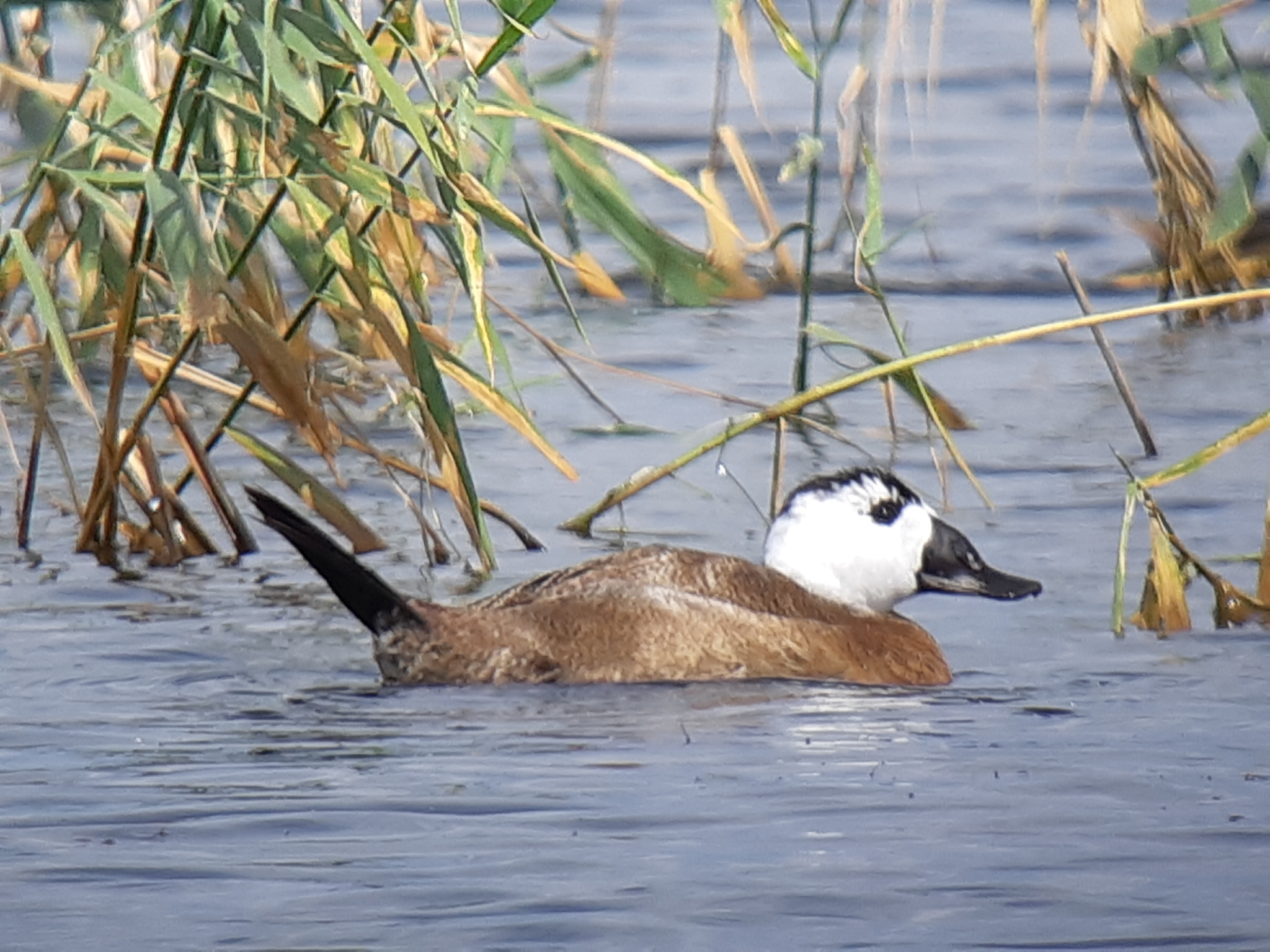 White-headed Duck