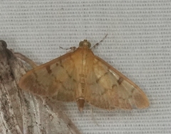 Psara obscuralis
