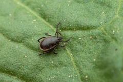 Ixodes ricinus