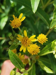 Verbesina virgata