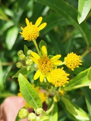 Verbesina virgata