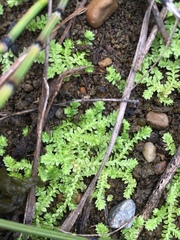 Selaginella eclipes