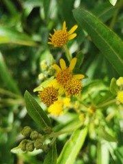 Verbesina virgata