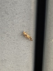 Graphopsocus