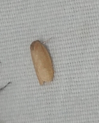 Sparganothis distincta