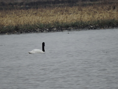 Cygnus melancoryphus