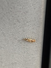 Graphopsocus