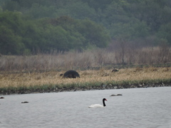 Cygnus melancoryphus