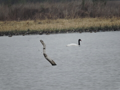Cygnus melancoryphus
