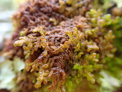 Frullania nisquallensis