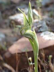 Pterostylis