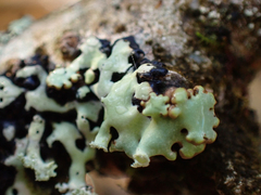 Hypotrachyna sinuosa