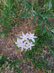 Leucocoryne ixioides