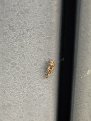 Graphopsocus