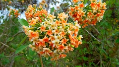 Tabernaemontana cymosa