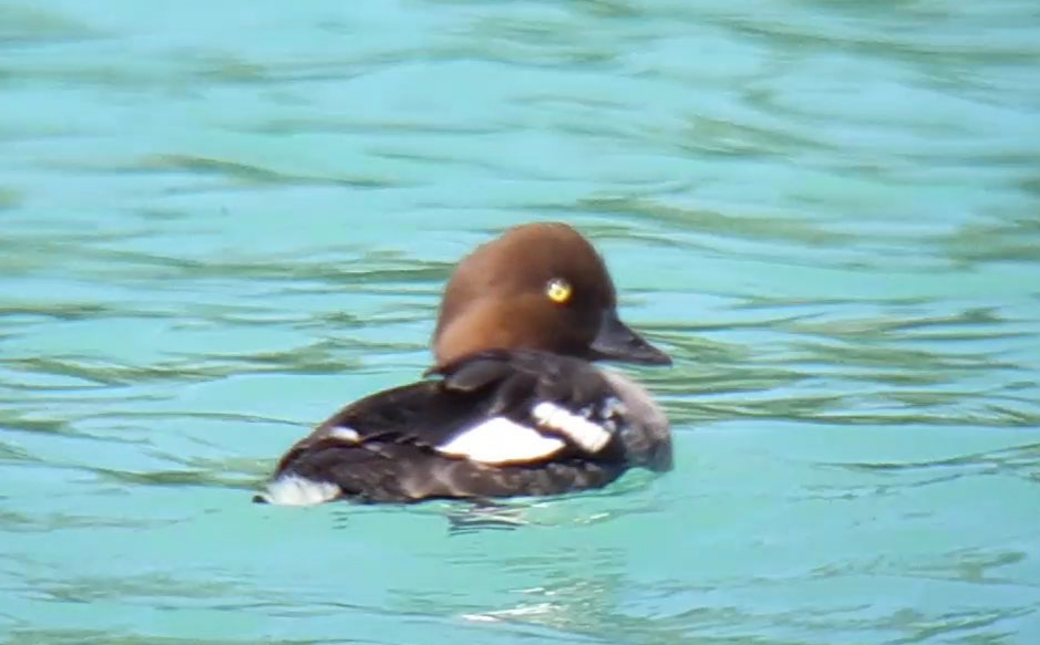 Common Goldeneye