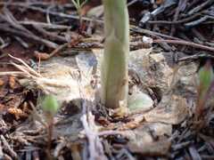 Pterostylis