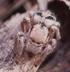 Habronattus cuspidatus