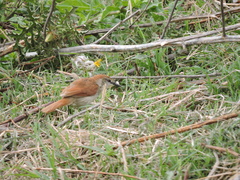 Certhiaxis cinnamomeus