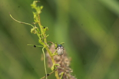 Leptinotarsa lineolata