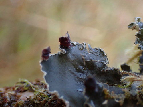 tree pelt lichen