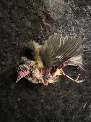 Setophaga caerulescens