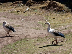 Oressochen melanopterus