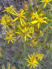 Senecio spartioides