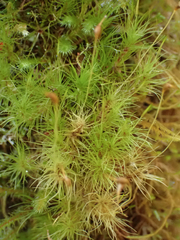 Dicranum fuscescens