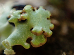 Hypotrachyna sinuosa