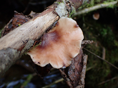 Scytinotus longinquus