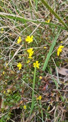 Hibbertia empetrifolia