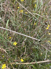 Hibbertia acicularis