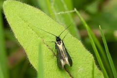 Adela reaumurella