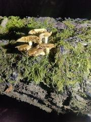 Armillaria novae-zelandiae