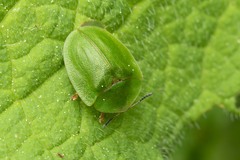 Cassida viridis