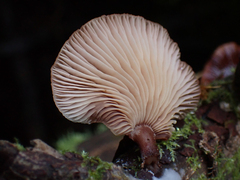 Scytinotus longinquus