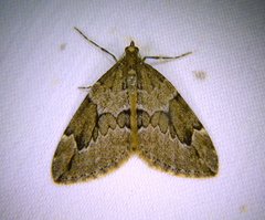 Thera juniperata