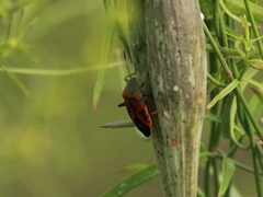 Lygaeus reclivatus