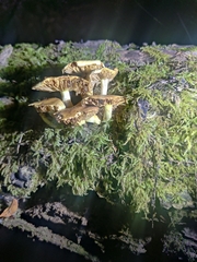 Armillaria novae-zelandiae