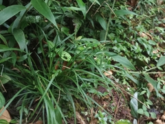 Carex hamata