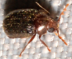 Tricorynus dichrous