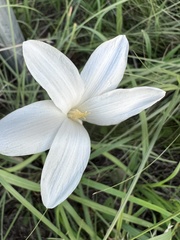 Zephyranthes drummondii