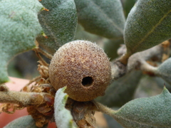 Burnettweldia washingtonensis