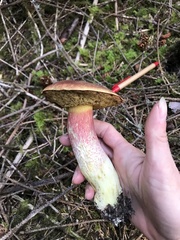 Boletus smithii