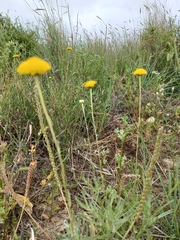 Leiocarpa brevicompta