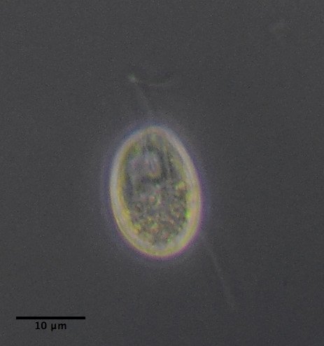 Entosiphon sulcatus