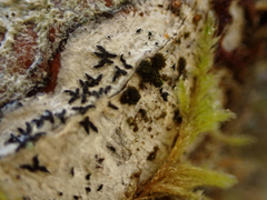 Arthonia radiata